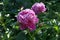 Paeonia Â lactiflora Monsieur Jules Elie. Â Double pink peony flower. Paeonia lactiflora Chinese peony or common garden peony.Â 